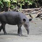 Tapir kurz vor dem Bad im Fluss