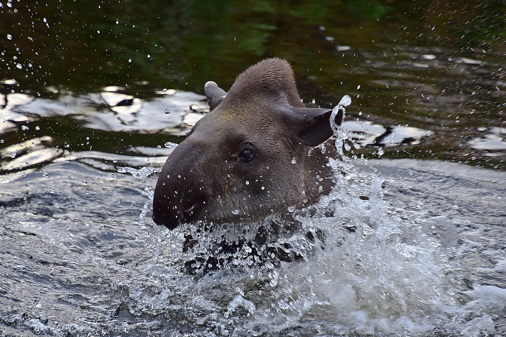 Tapir (Tapirus)