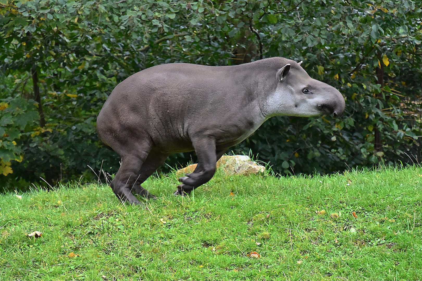 Tapir (Tapirus)