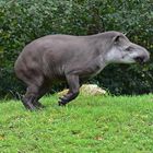 Tapir (Tapirus)