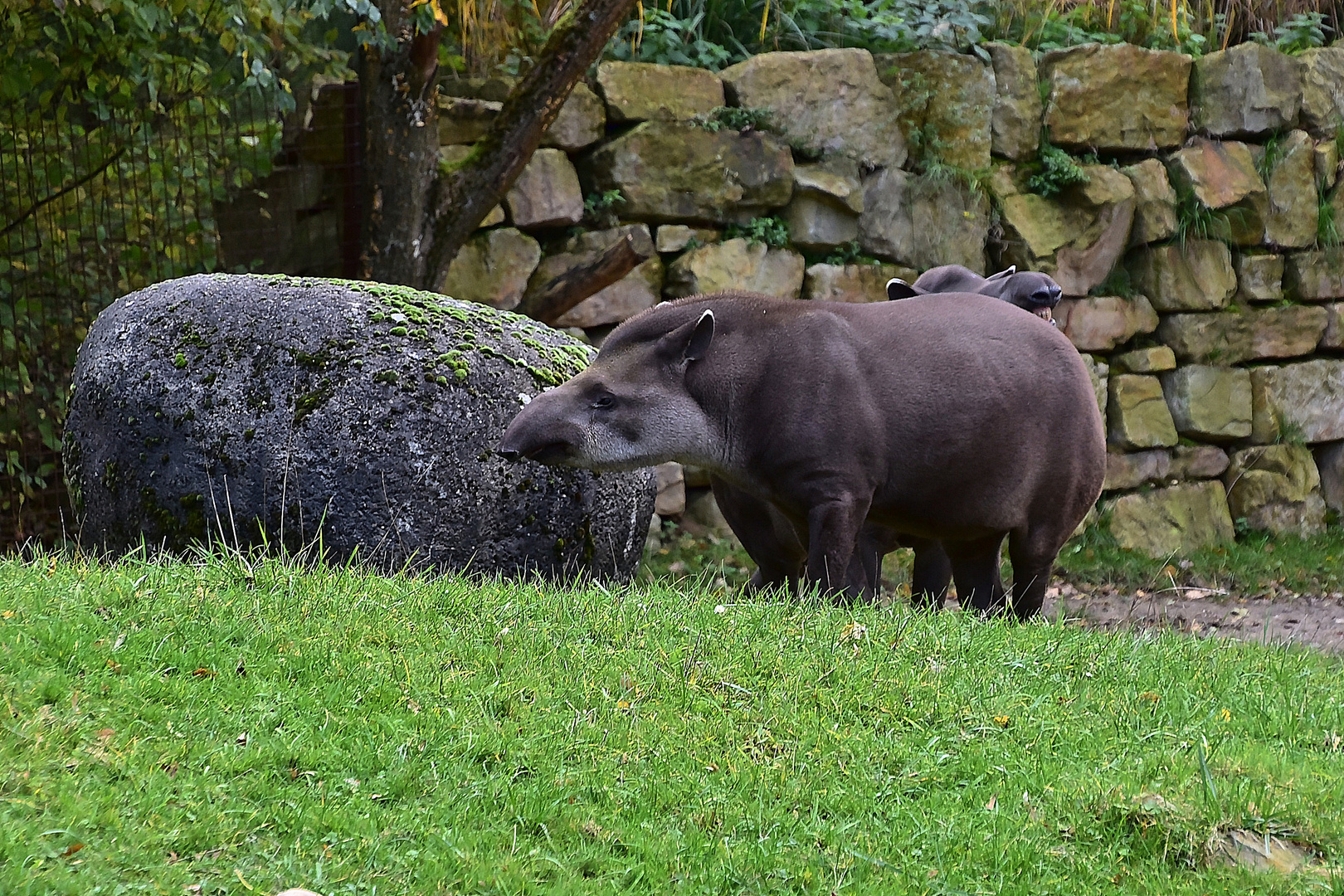 Tapir (Tapirus)