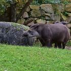 Tapir (Tapirus)