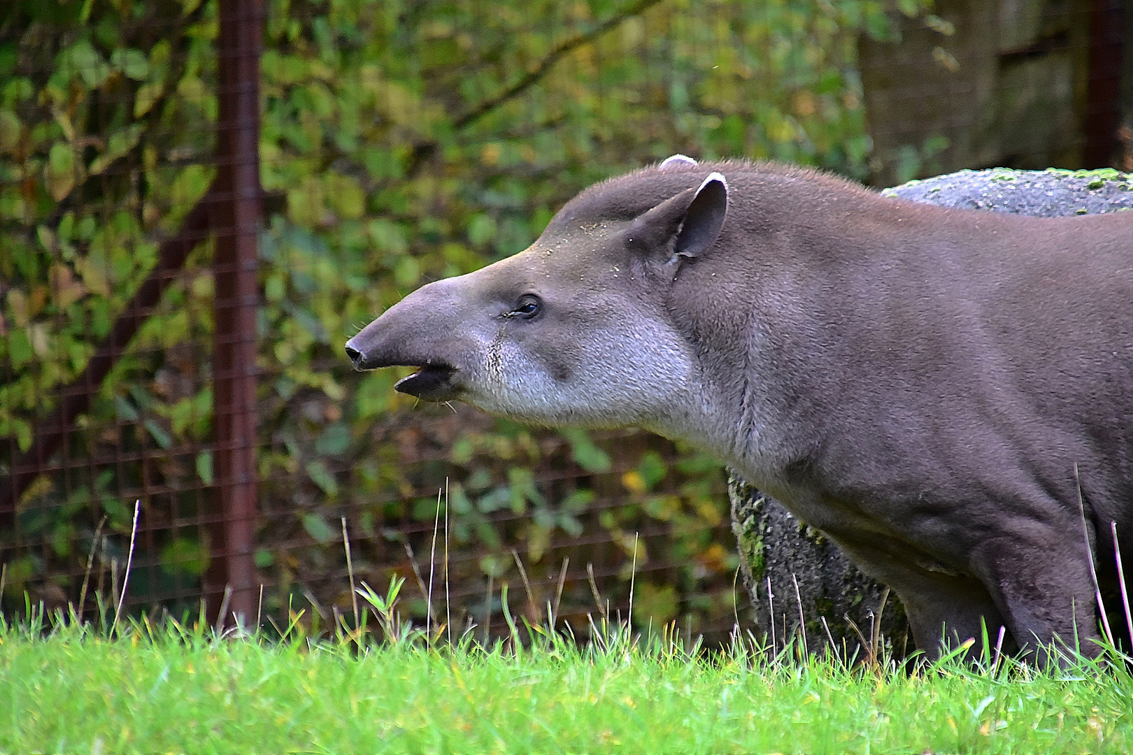 Tapir (Tapirus)