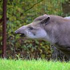 Tapir (Tapirus)