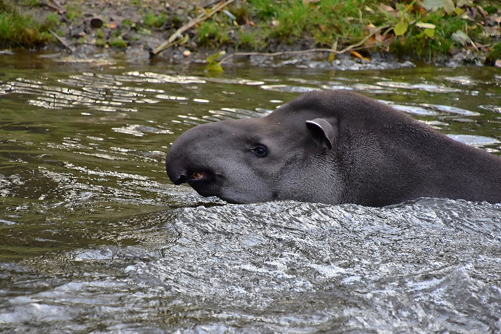 Tapir (Tapirus)