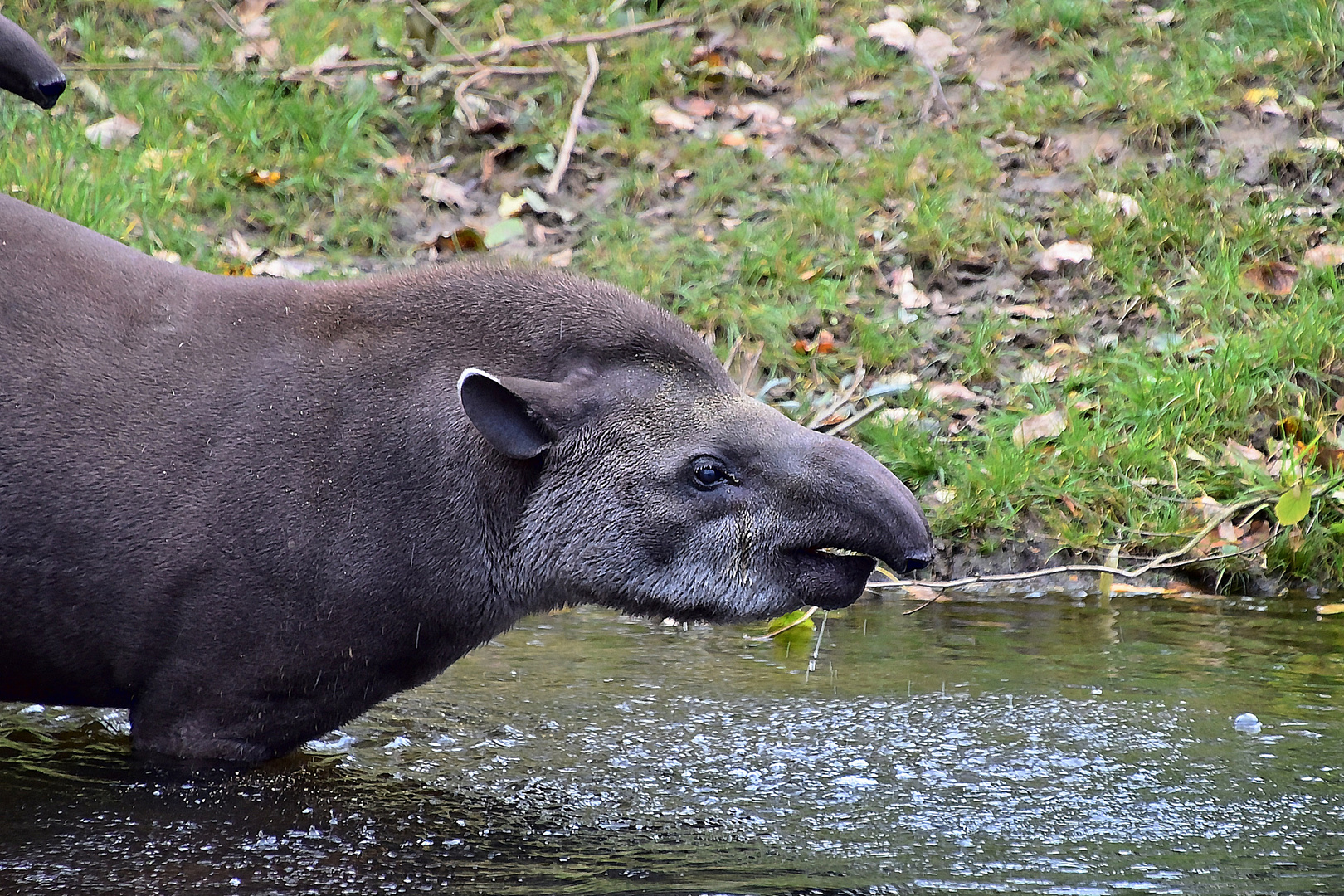 Tapir (Tapirus)