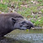 Tapir (Tapirus)