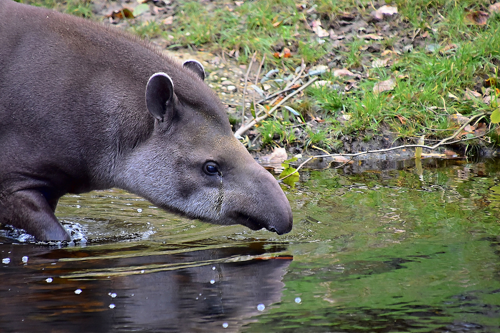 Tapir (Tapirus)