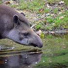 Tapir (Tapirus)