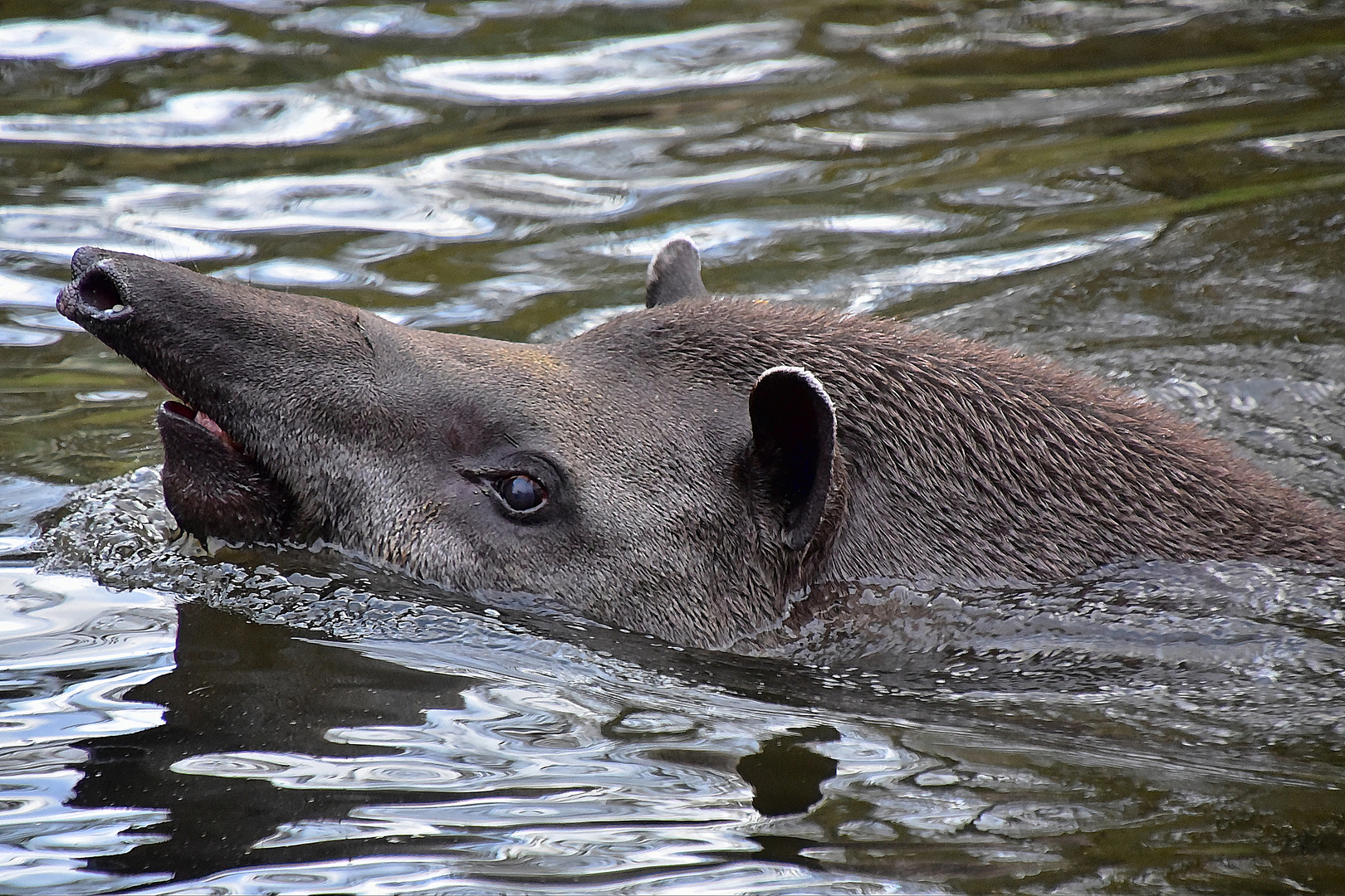 Tapir (Tapirus)