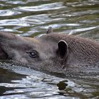 Tapir (Tapirus)