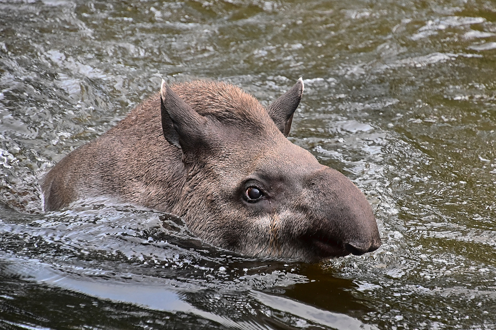 Tapir (Tapirus)