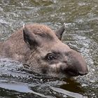 Tapir (Tapirus)