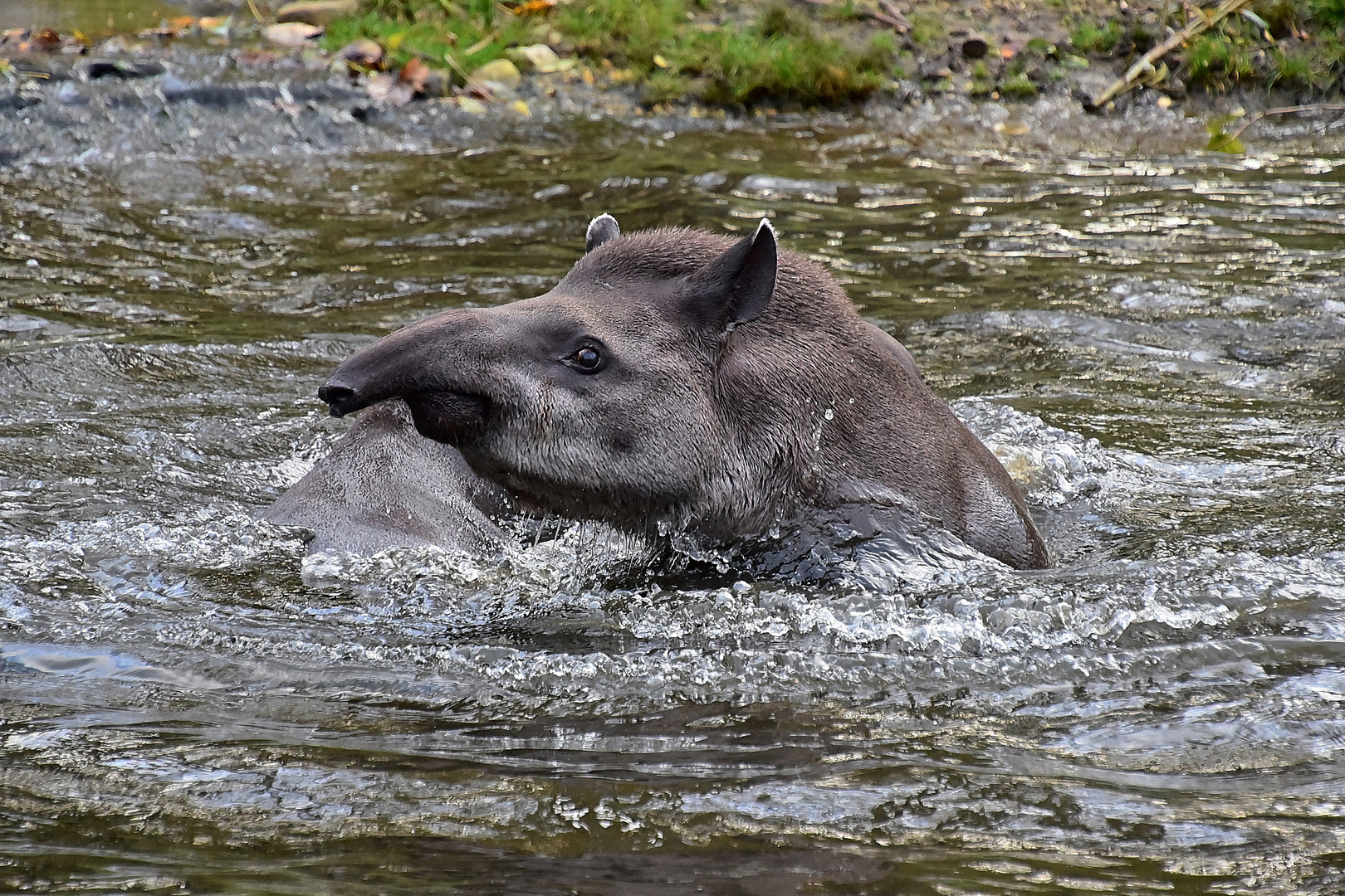 Tapir (Tapirus)