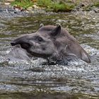 Tapir (Tapirus)