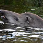 Tapir (Tapirus)