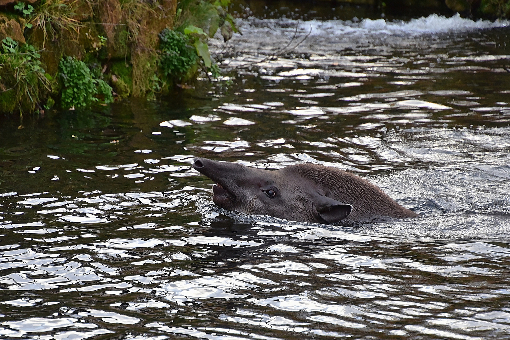 Tapir (Tapirus)