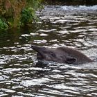 Tapir (Tapirus)