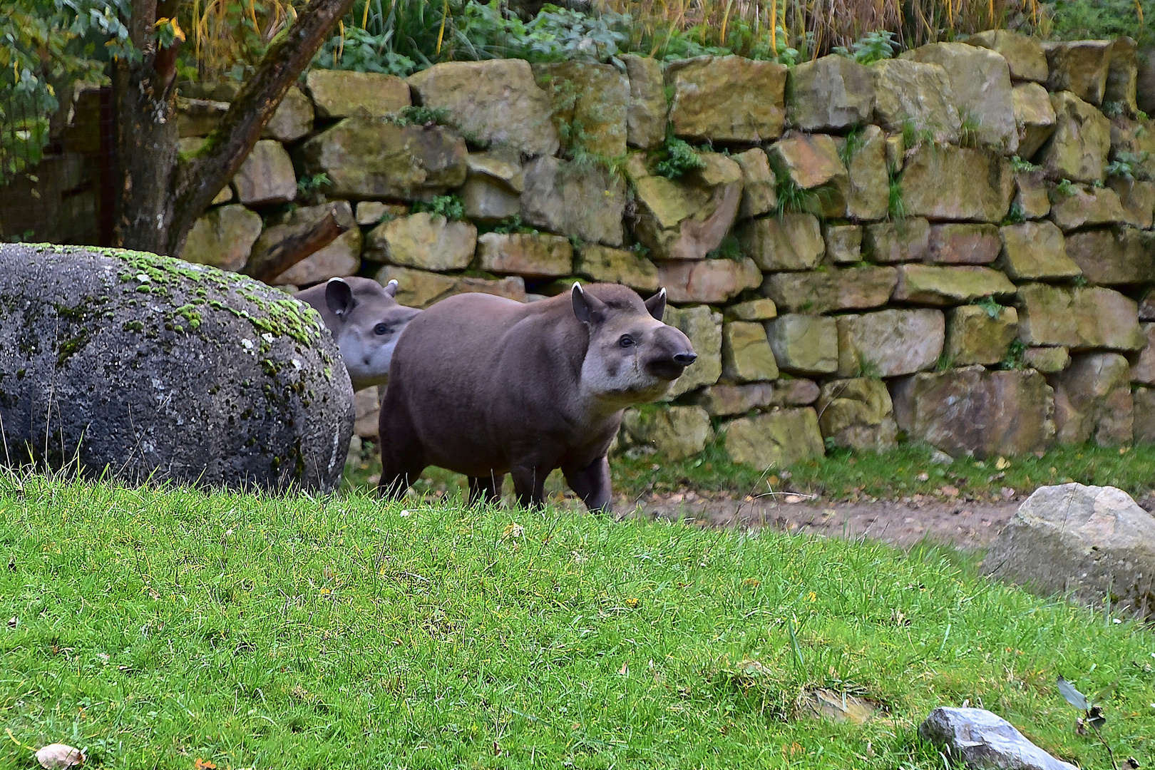 Tapir (Tapirus)