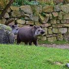 Tapir (Tapirus)