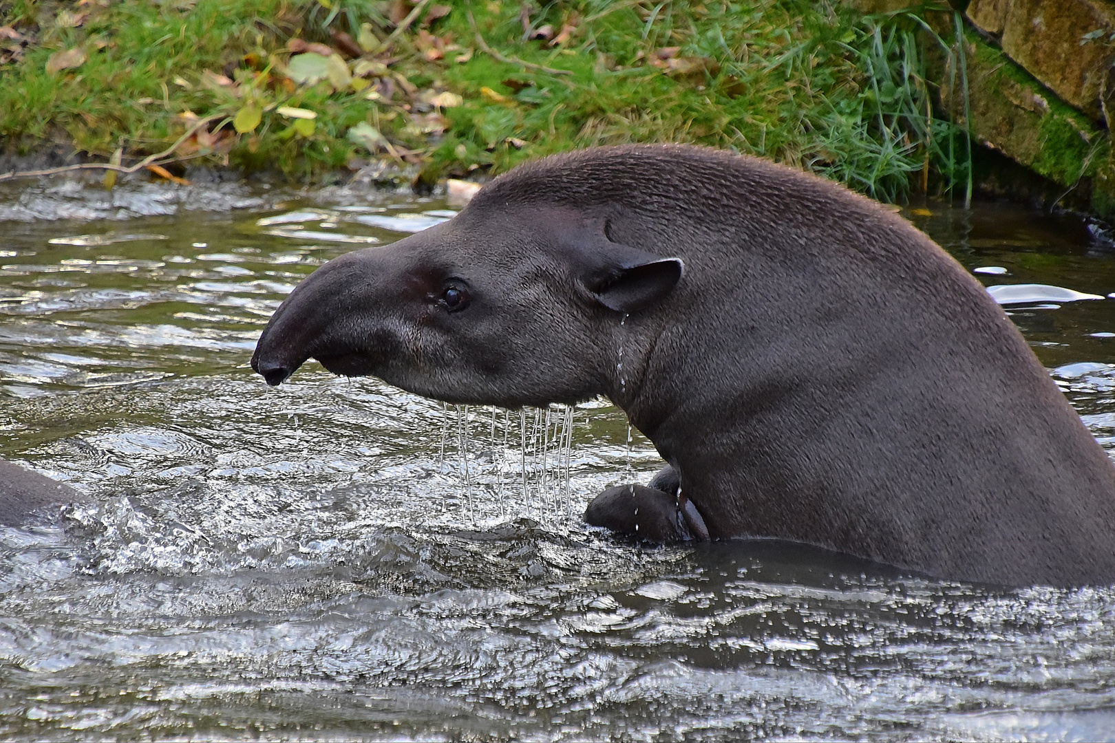 Tapir (Tapirus)