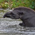 Tapir (Tapirus)