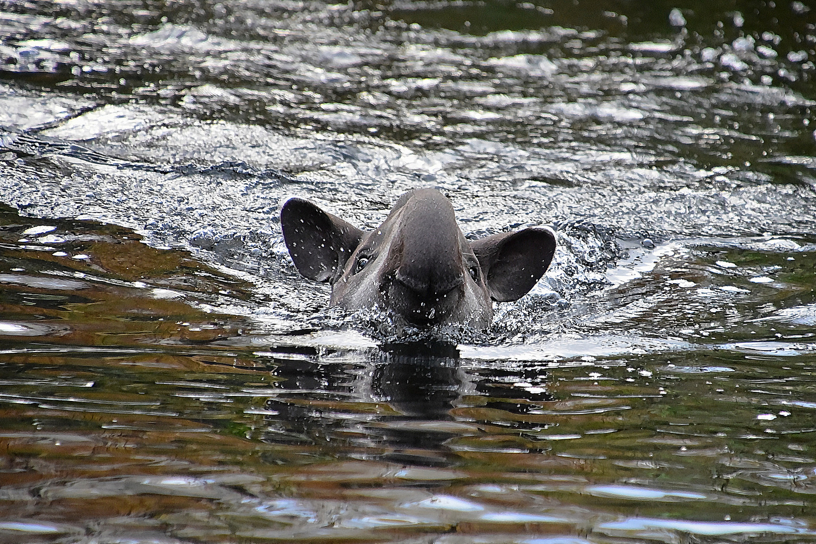 Tapir (Tapirus)