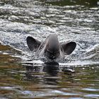 Tapir (Tapirus)