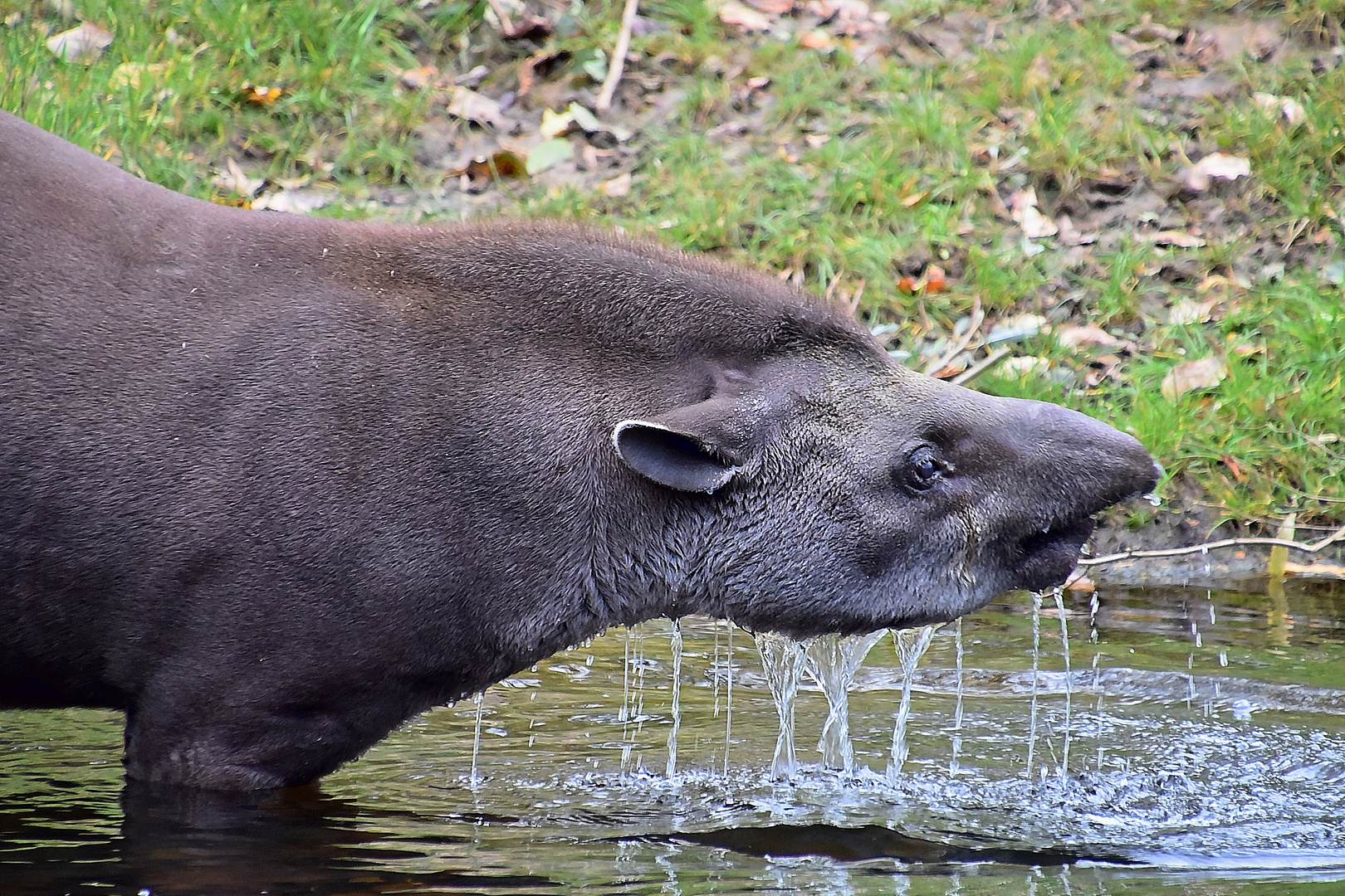 Tapir (Tapirus)