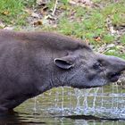 Tapir (Tapirus)