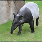 *Tapir Triologie*