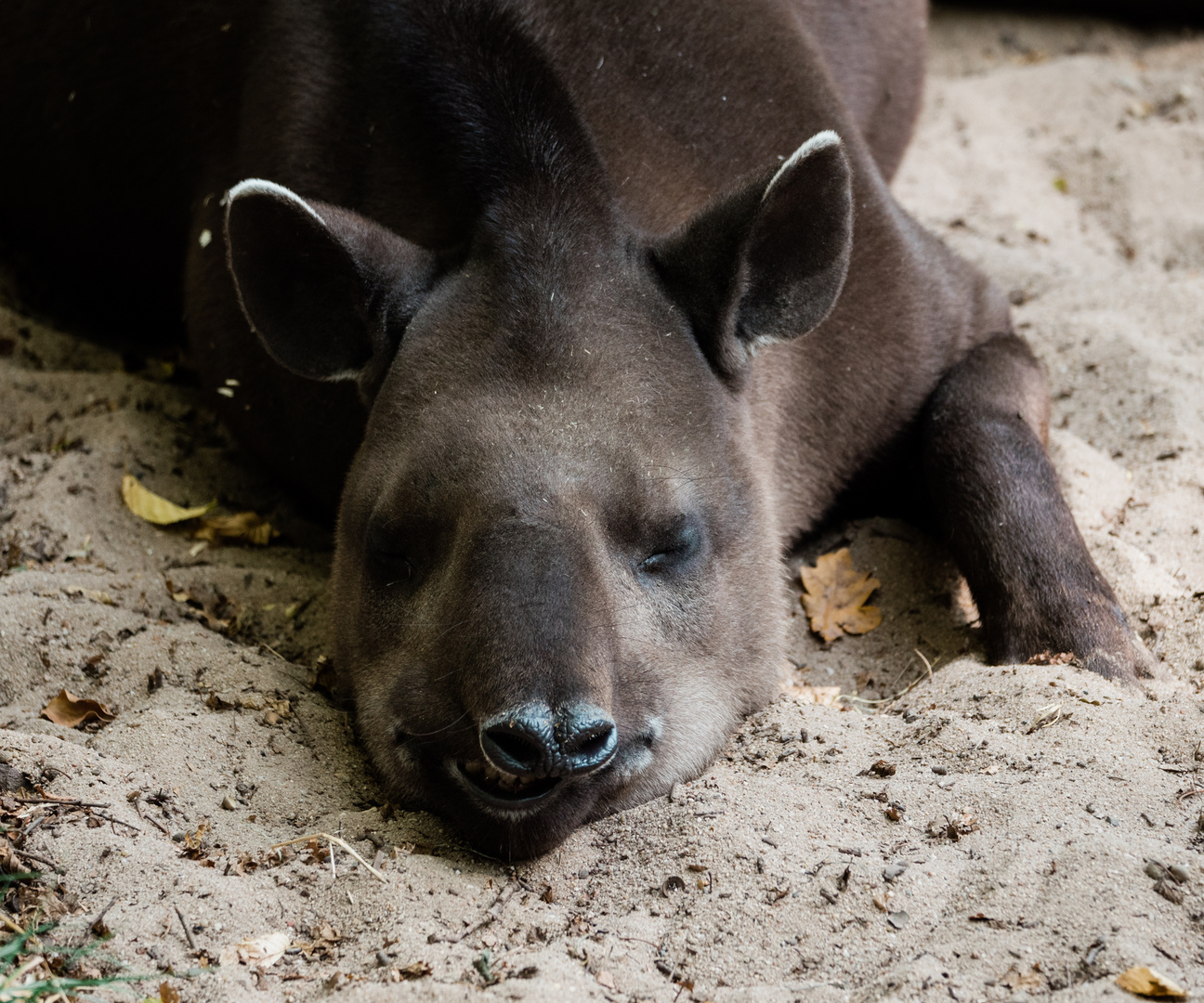 Tapir Vivarium Darmstadt 2020