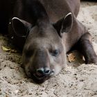 Tapir Vivarium Darmstadt 2020