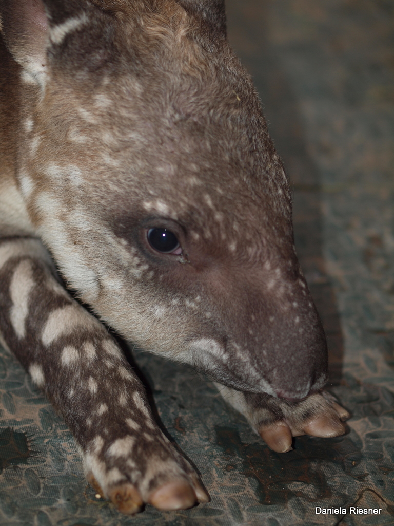 Tapirbaby