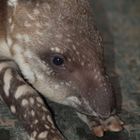 Tapirbaby