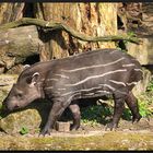 ...Tapirchen im Schlafanzug...