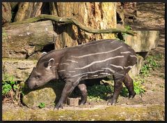 ...Tapirchen im Schlafanzug...