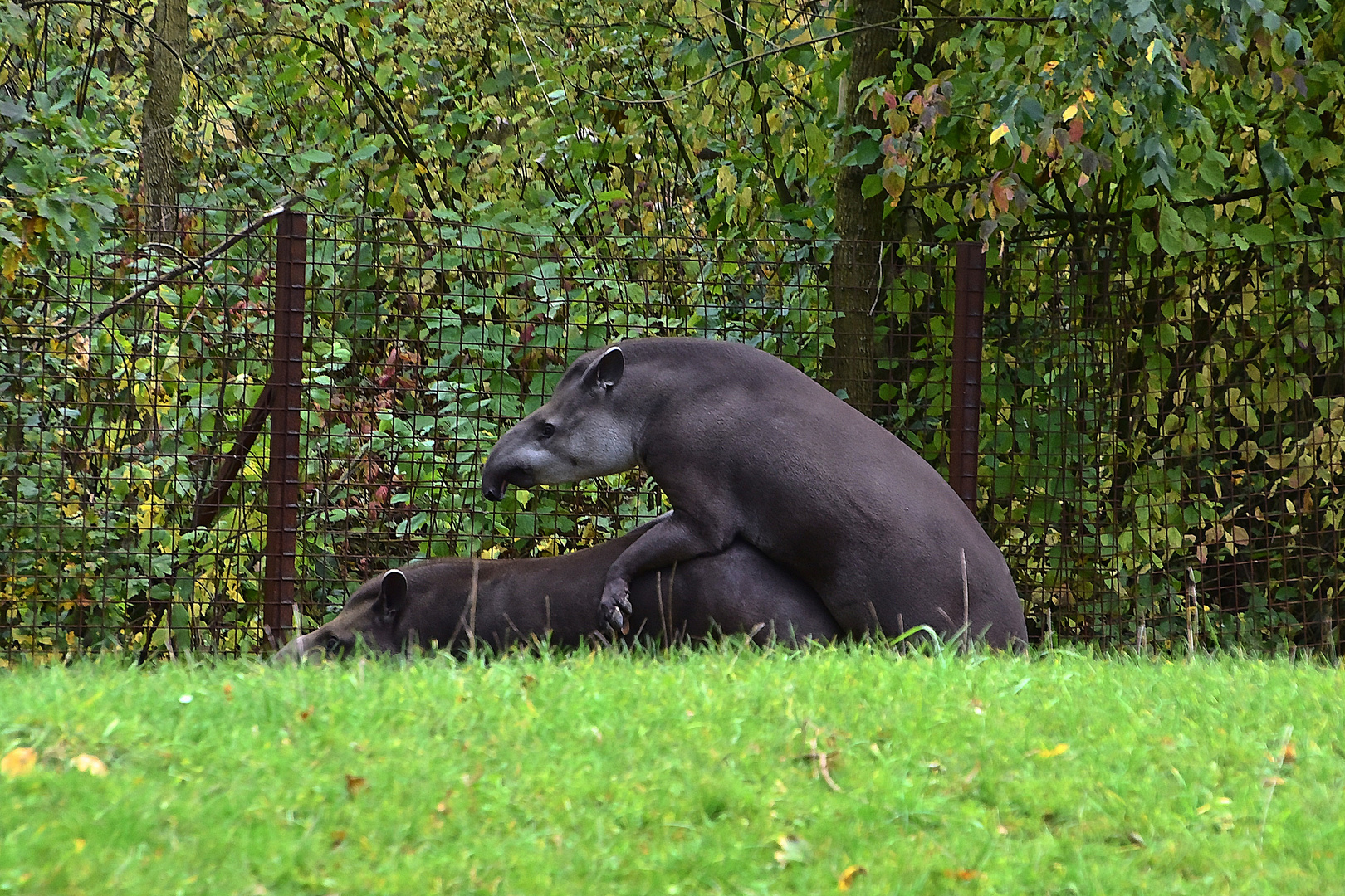 Tapire (Tapirus)