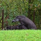 Tapire (Tapirus)