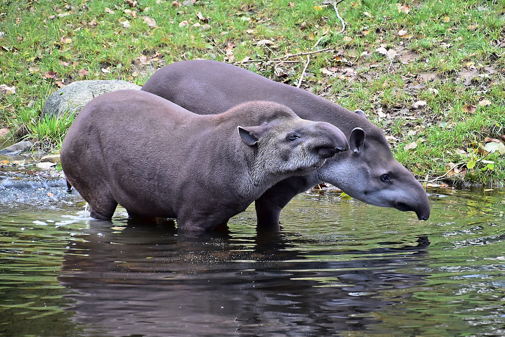 Tapire (Tapirus)