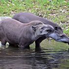 Tapire (Tapirus)