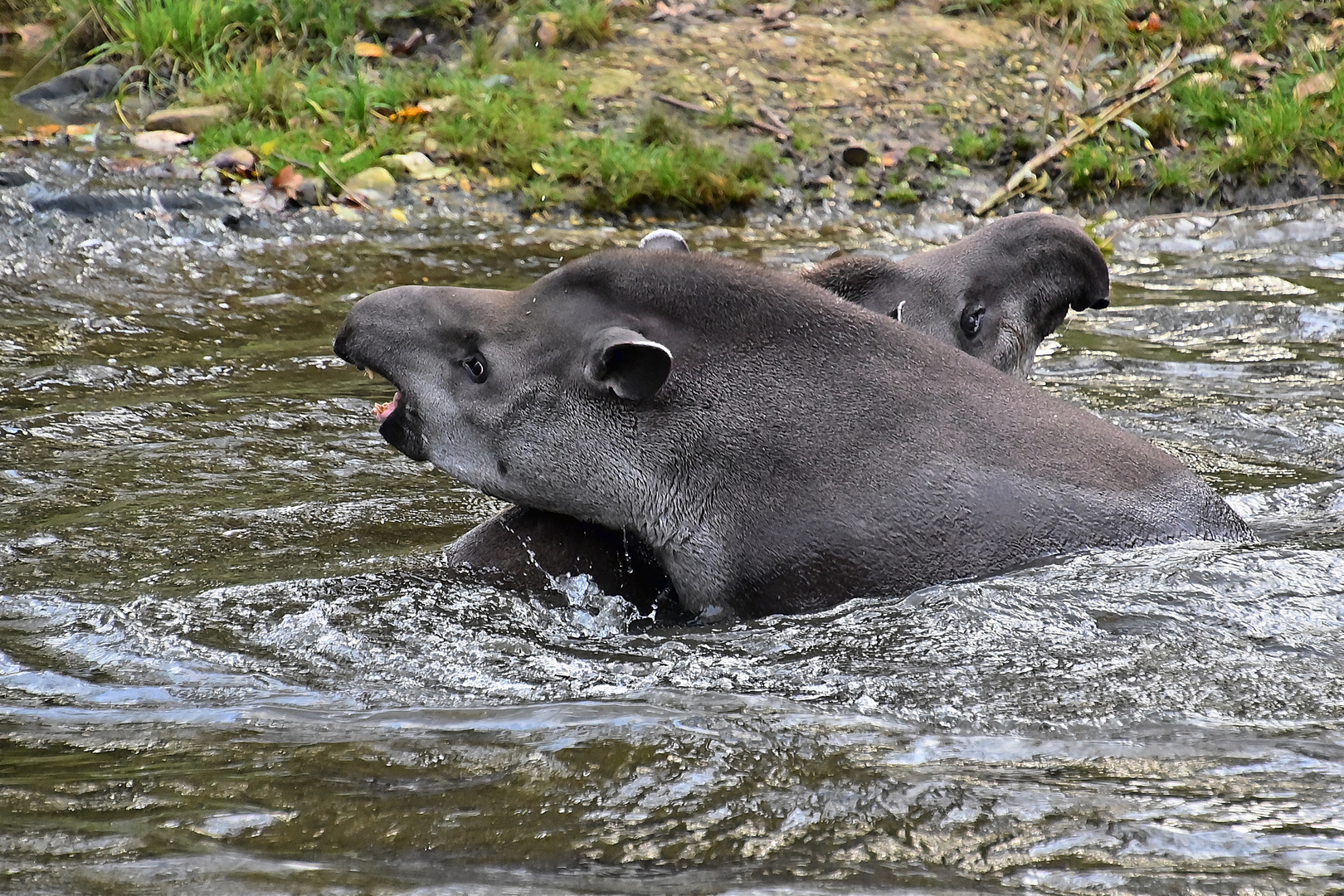 Tapire (Tapirus)