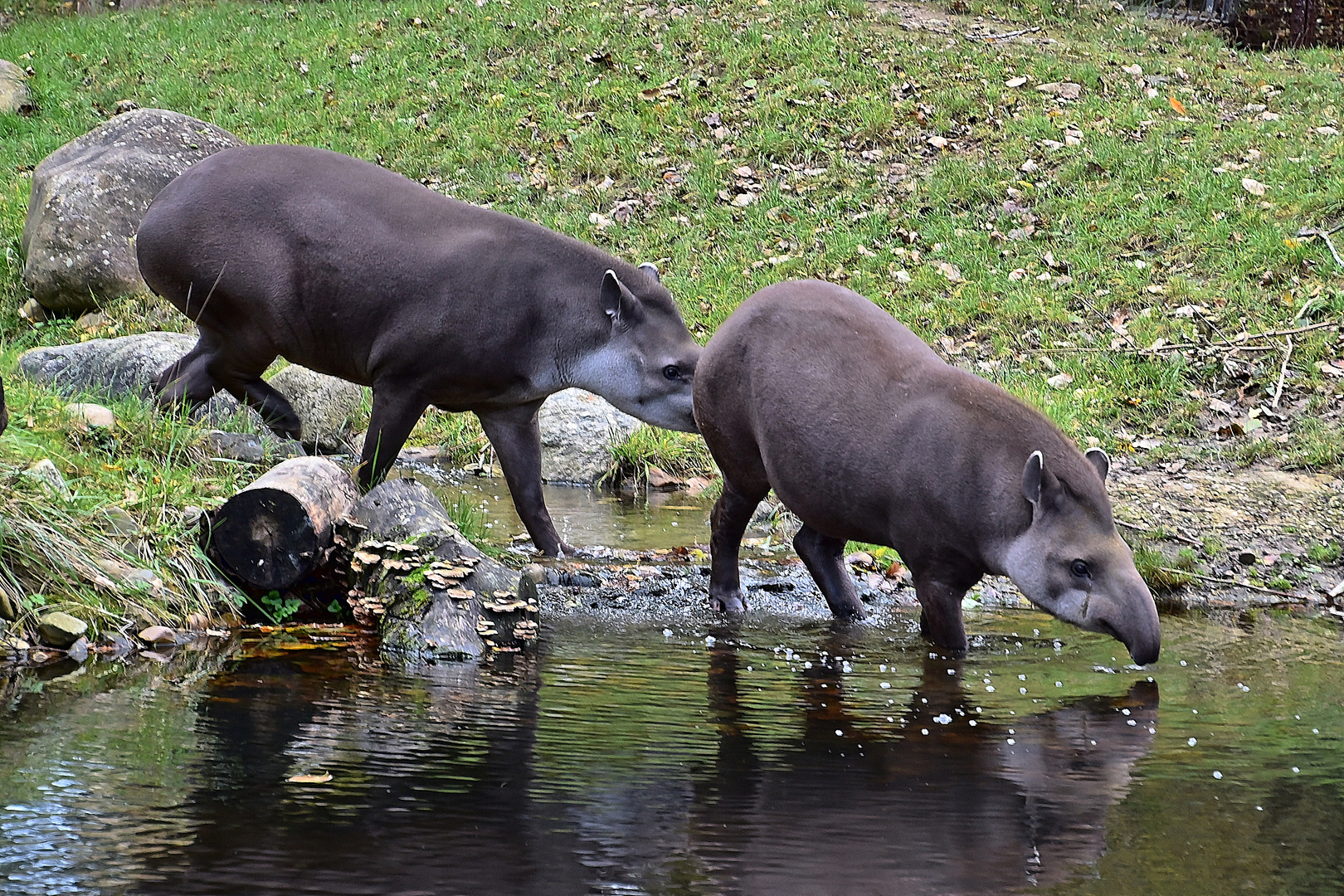 Tapire (Tapirus)