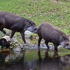 Tapire (Tapirus)