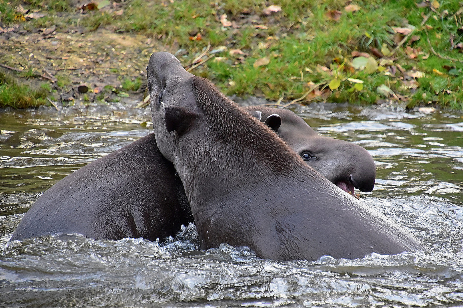 Tapire (Tapirus)