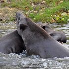 Tapire (Tapirus)