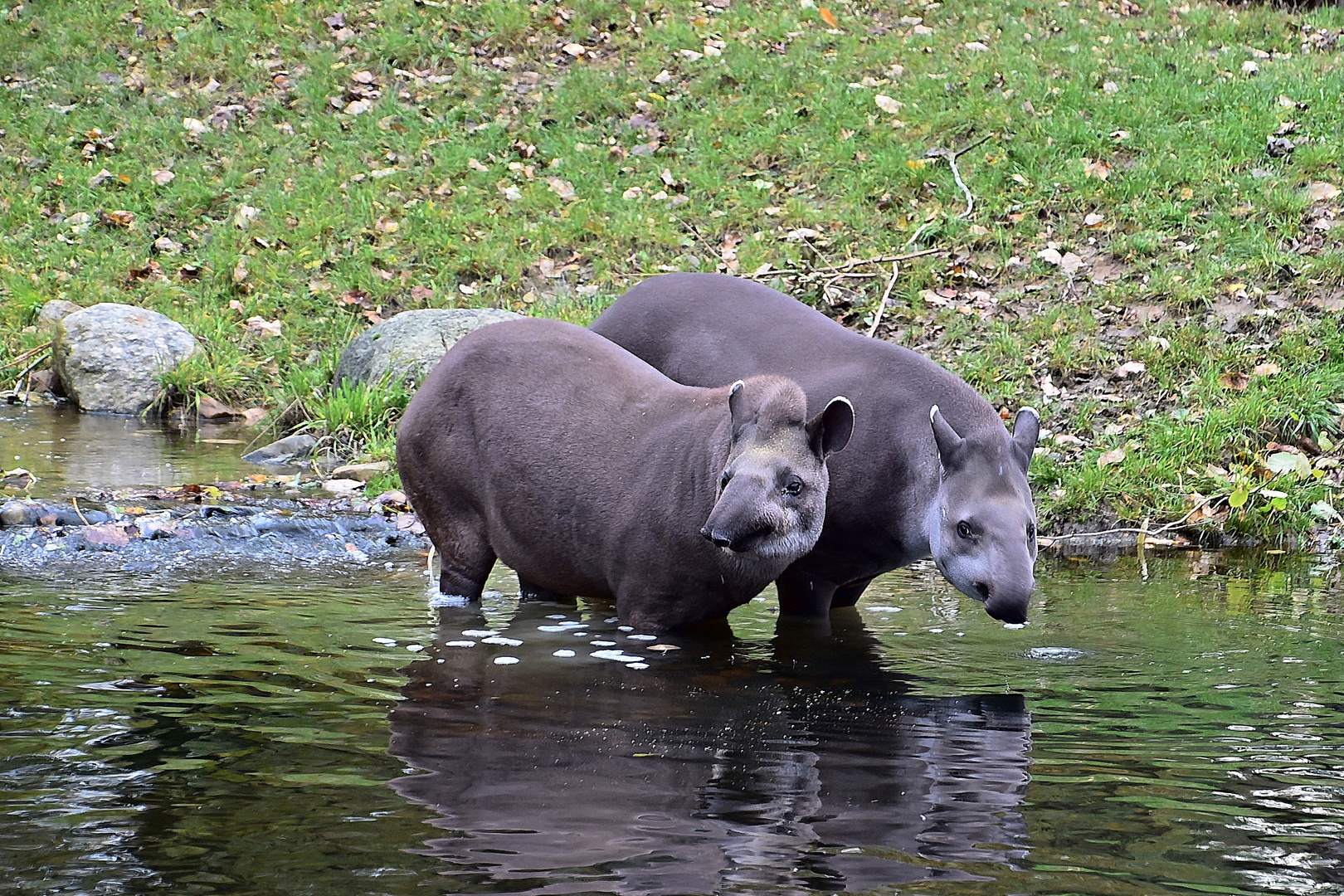 Tapire (Tapirus)