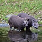 Tapire (Tapirus)