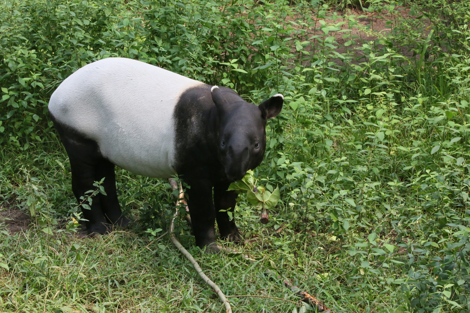 Tapirjungtier