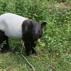 Tapirjungtier